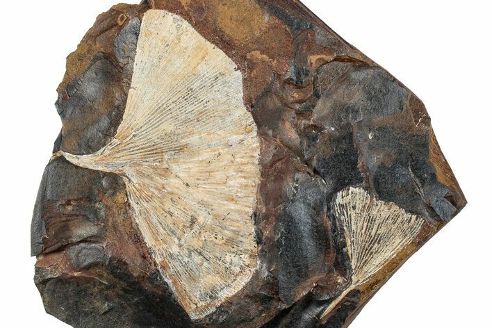 Two Fossil Ginkgo Leaves From North Dakota - Paleocene #262456